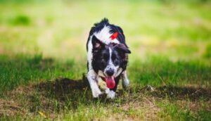 Read more about the article Wieviel Bewegung braucht mein Hund?