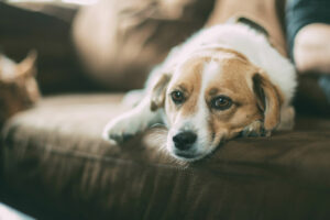 Schlaf braucht der - love your Hundeschule