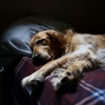 Wieviel Schlaf braucht der Hund?