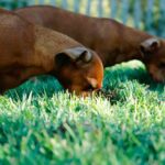 Beschäftigungsideen für deinen Hund: Zerstörkiste und Wiesen-Snackball