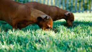 Read more about the article Beschäftigungsideen für deinen Hund: Zerstörkiste und Wiesen-Snackball
