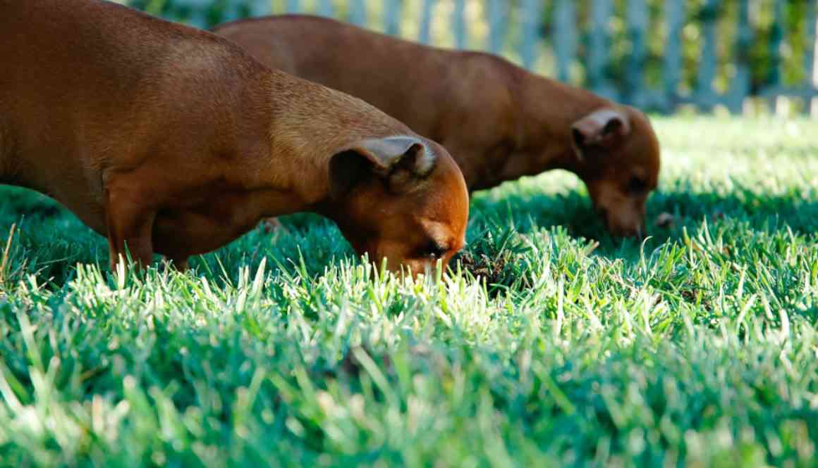 You are currently viewing Beschäftigungsideen für deinen Hund: Zerstörkiste und Wiesen-Snackball