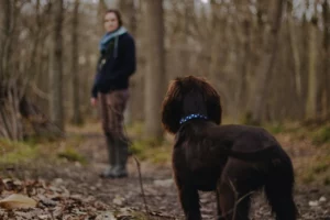 Read more about the article TEIL 2: Mein Hund interessiert sich nicht für mich während des Spaziergangs! 4-Punkte-Programm für mehr Aufmerksamkeit