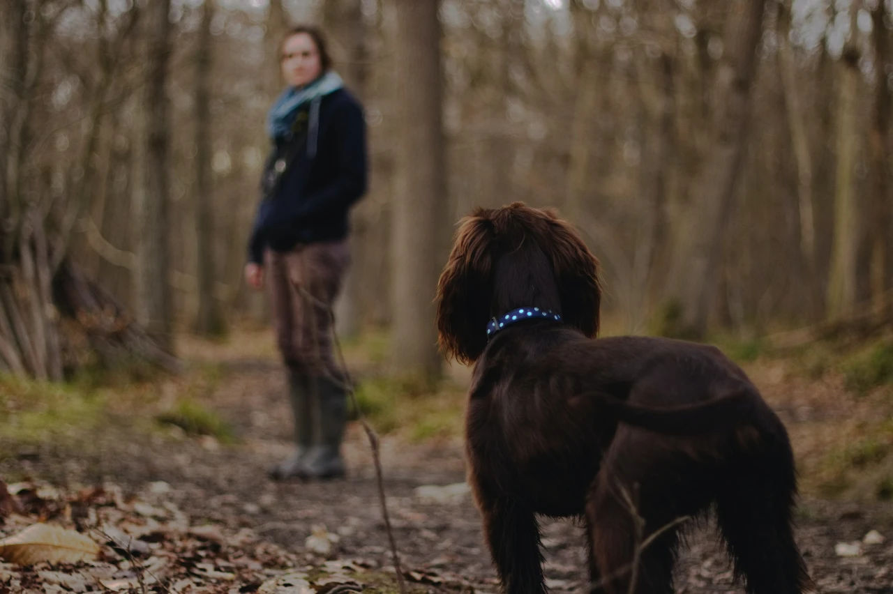 You are currently viewing TEIL 2: Mein Hund interessiert sich nicht für mich während des Spaziergangs! 4-Punkte-Programm für mehr Aufmerksamkeit