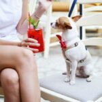 Das Hundegeschirr – Vorteile / Auswahl / Geschirr-Typen / Gewöhnung