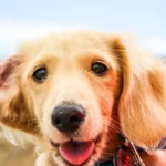 Deine Hundeauswahl: 4 Entscheidungskriterien, welche dir bei der Auswahl eines Hundes helfen