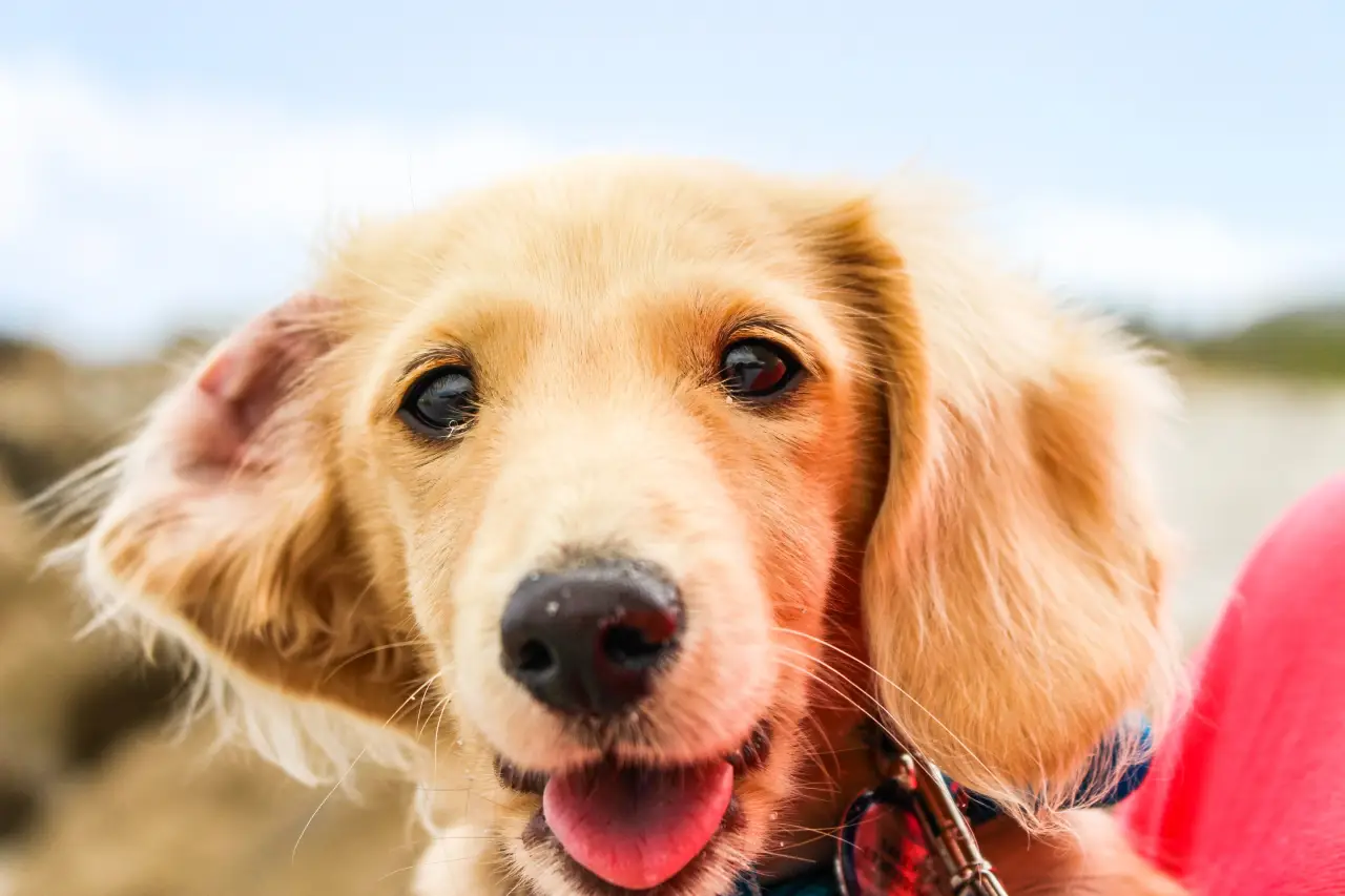 Read more about the article Deine Hundeauswahl: 4 Entscheidungskriterien, welche dir bei der Auswahl eines Hundes helfen