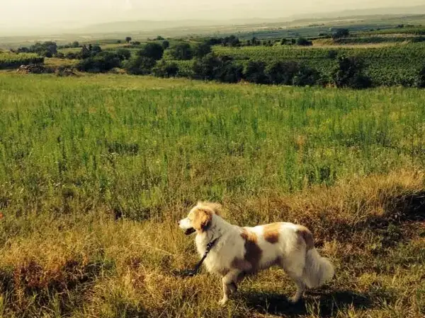 Read more about the article Kann ein Hund an der Leine glücklich sein?