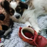 Typische Probleme mit Welpen: Mein Hund knabbert alles an!